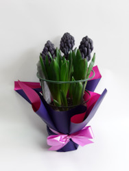 Potted Hyacinth