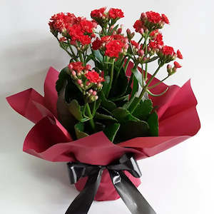 All: Kalanchoe Plant