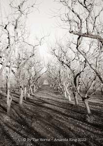 Orchard in Black and White