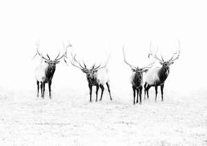 Creative art: The Elk Gang