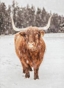 Creative art: Highland In The Snow