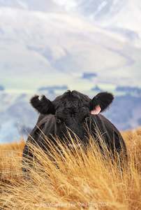 Creative art: Cow Behind Tussocks