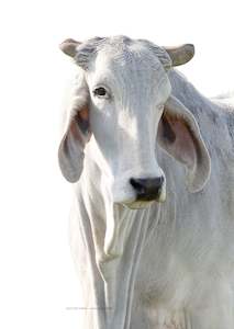 Pearl The Brahman