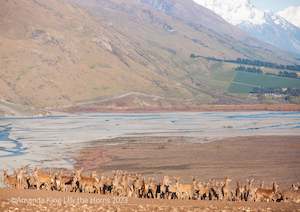 Creative art: Deer at Rakaia River