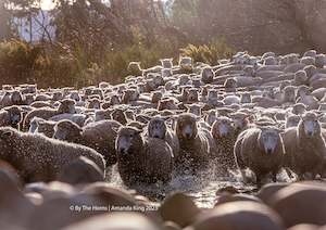 Ewes Crossing The River