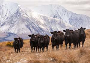 Round Top Cows