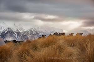 Creative art: Peek Over The Tussocks