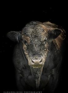 The Muddy Bull