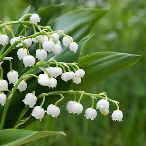 Lily of the Valley & Ivy Fragrance Oil