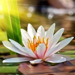 Internet only: Lotus Flower Fragrance Oil