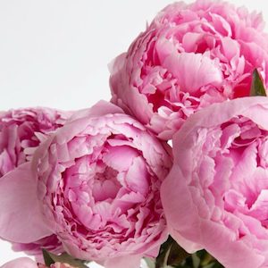 Internet only: Pink Peony Fragrance Oil