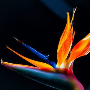 Internet only: Bird of Paradise Fragrance Oil