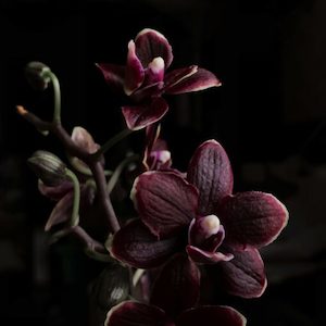 Internet only: Black Orchid Fragrance Oil