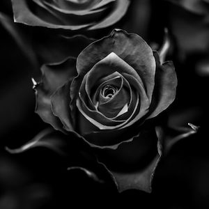 Internet only: Black Rose Oud Fragrance Oil