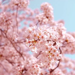 Internet only: Cherry Blossom Fragrance Oil