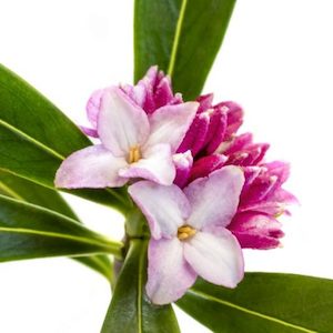 Internet only: Daphne Fragrance Oil