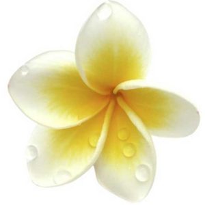 Frangipani Fragrance Oil