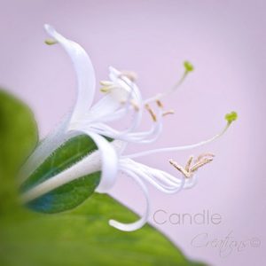 Japanese Honeysuckle Fragrance Oil