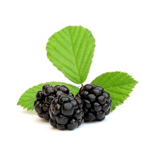 Blackberry & Bay Fragrance Oil