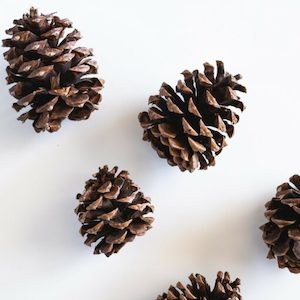 Internet only: Fresh Pine Fragrance Oil