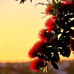 Internet only: Pohutukawa Fragrance Oil