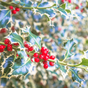 Internet only: Holly Berry Fragrance Oil