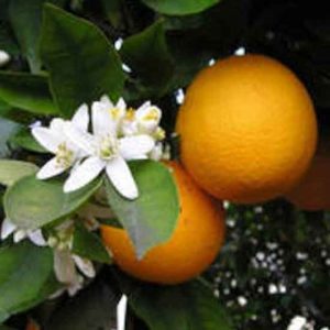 Internet only: Bergamot & Neroli Fragrance Oil