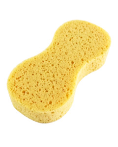 Sports and physical recreation instruction: Sponge