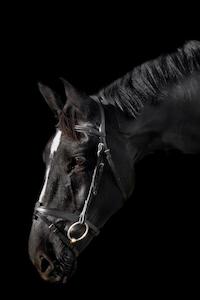 Étoile Comfort Bridle with Raised Padded Browband