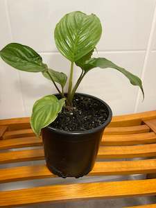 Tacca chantrieri (Bat plant)