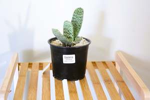 Gasteria obliqua  12 cm pot