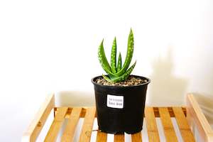 Nursery (flower, shrubs, ornamental trees): Aloe hereoensis (Sand aloe)