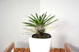 Nursery (flower, shrubs, ornamental trees): Pachypodium lamereri