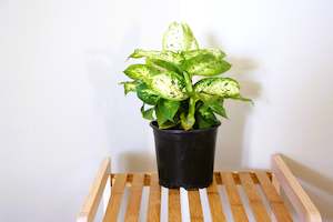 Dieffenbachiaa maculata white edge (dumb cane)