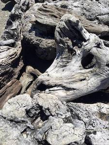 Driftwood