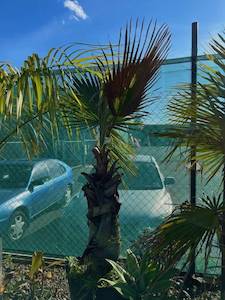 Washingtonia Palm