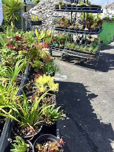 Landscaping supply: Selection of $2 - $5 Plants