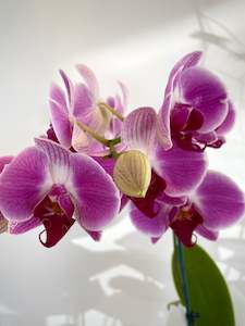 Phalaenopsis Orchid Plant | Double Stem*