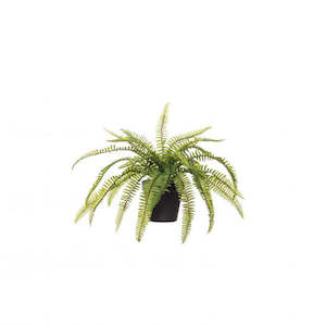 Furniture: BOSTON FERN IN POT