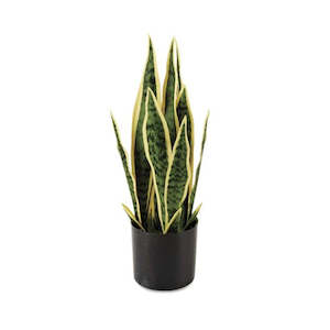 SNAKE PLANT 50CM