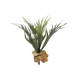 Furniture: MINI STAGHORN FERN BUSH