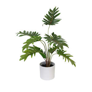 POTTED XANADU PHILODENDRON 38CM