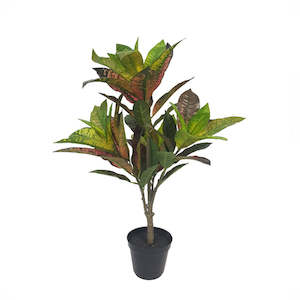 Potted Croton 67cm