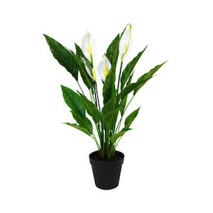 Furniture: POTTED SPATHIPHYLLUM BUSH 50CM