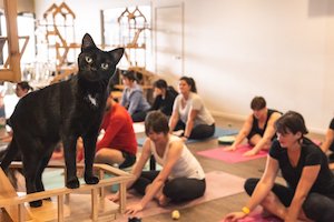 Cafe: Catnap - Yoga with Cats