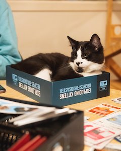 Cafe: Catnap - Board Game Night