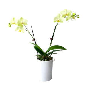 Mini Phalaenopsis Orchid