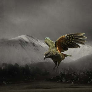 Art gallery: Clive Collins-Flying Kea