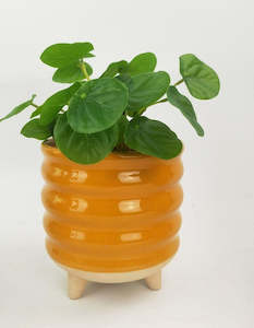 Planter Shelby with legs Medium Mustard