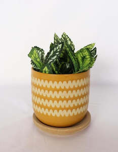 Gift: Planter Onyz with Saucer Mustard and Sand